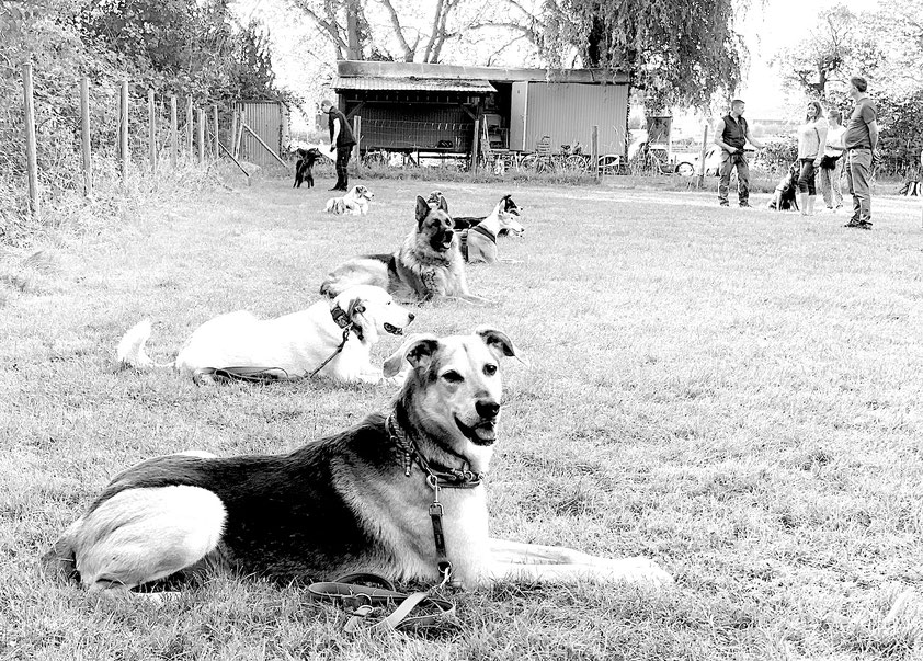Training bei den Vier Pfoten